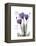 Purple Gentian Hope-Albert Koetsier-Framed Stretched Canvas