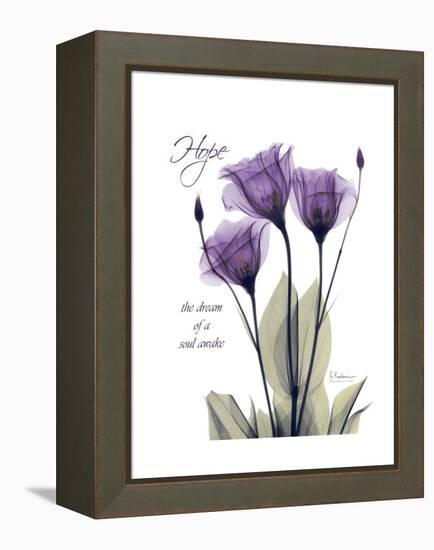 Purple Gentian Hope-Albert Koetsier-Framed Stretched Canvas