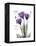 Purple Gentian Hope-Albert Koetsier-Framed Stretched Canvas