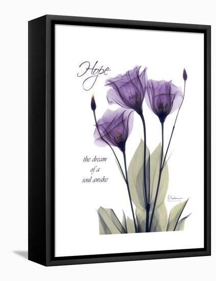 Purple Gentian Hope-Albert Koetsier-Framed Stretched Canvas