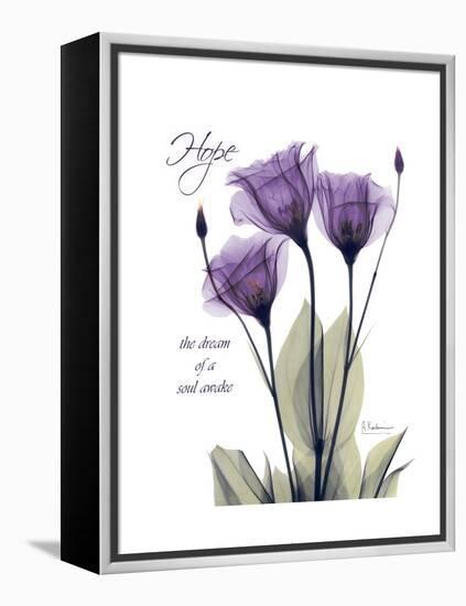 Purple Gentian Hope-Albert Koetsier-Framed Stretched Canvas