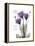 Purple Gentian Hope-Albert Koetsier-Framed Stretched Canvas