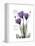 Purple Gentian Hope-Albert Koetsier-Framed Stretched Canvas