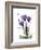 Purple Gentian Hope-Albert Koetsier-Framed Premium Giclee Print