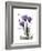 Purple Gentian Hope-Albert Koetsier-Framed Premium Giclee Print