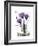 Purple Gentian Hope-Albert Koetsier-Framed Premium Giclee Print