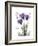 Purple Gentian Hope-Albert Koetsier-Framed Premium Giclee Print