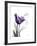 Purple Gentian Love-Albert Koetsier-Framed Premium Giclee Print