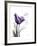 Purple Gentian Love-Albert Koetsier-Framed Premium Giclee Print