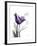 Purple Gentian Love-Albert Koetsier-Framed Premium Giclee Print