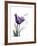 Purple Gentian Love-Albert Koetsier-Framed Premium Giclee Print