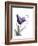 Purple Gentian Love-Albert Koetsier-Framed Premium Giclee Print