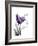 Purple Gentian Love-Albert Koetsier-Framed Premium Giclee Print