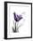 Purple Gentian Love-Albert Koetsier-Framed Premium Giclee Print