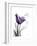 Purple Gentian Love-Albert Koetsier-Framed Premium Giclee Print