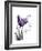 Purple Gentian Love-Albert Koetsier-Framed Premium Giclee Print