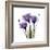 Purple Gentian Portrait-Albert Koetsier-Framed Art Print