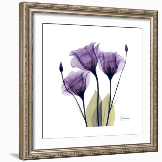 Purple Gentian Portrait-Albert Koetsier-Framed Art Print