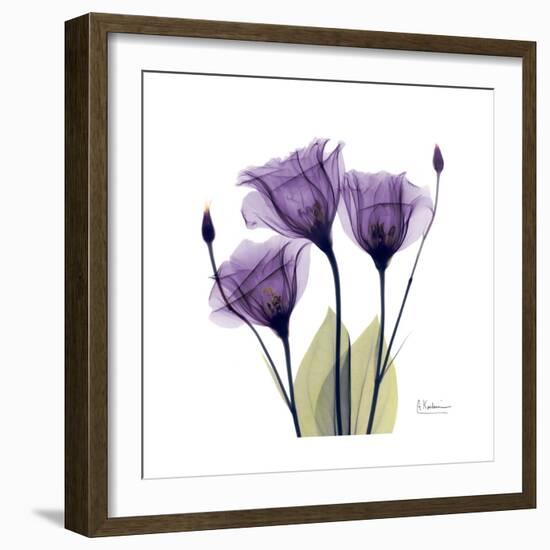 Purple Gentian Portrait-Albert Koetsier-Framed Art Print