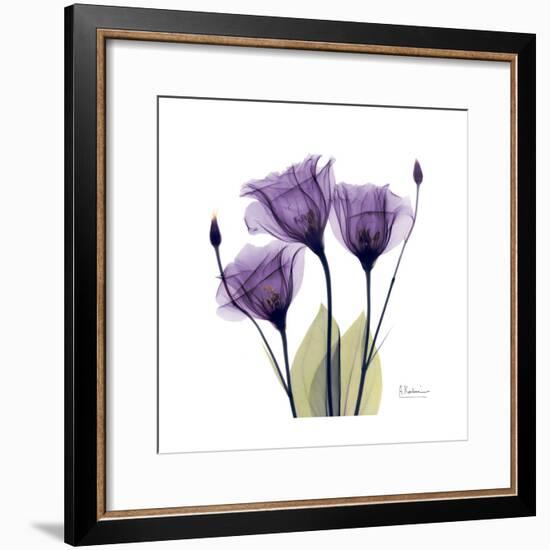 Purple Gentian Portrait-Albert Koetsier-Framed Art Print