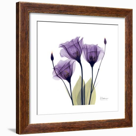 Purple Gentian Portrait-Albert Koetsier-Framed Art Print