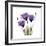 Purple Gentian Portrait-Albert Koetsier-Framed Art Print