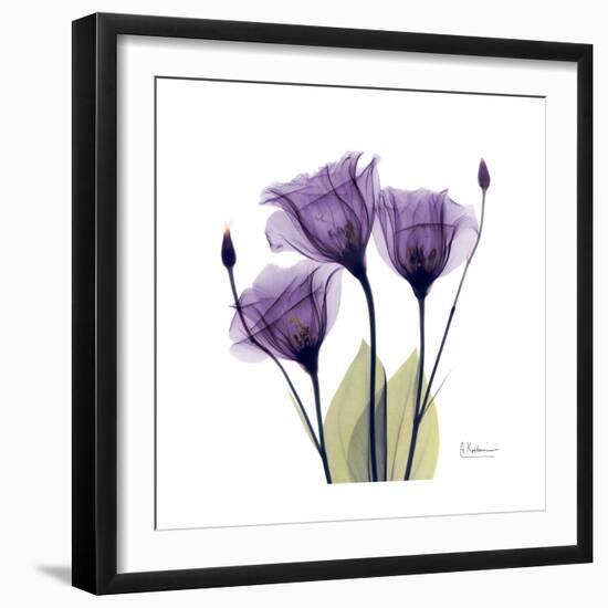 Purple Gentian Portrait-Albert Koetsier-Framed Art Print