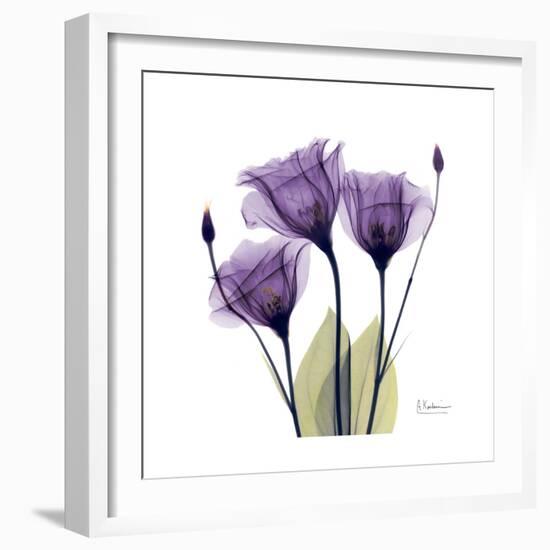 Purple Gentian Portrait-Albert Koetsier-Framed Art Print