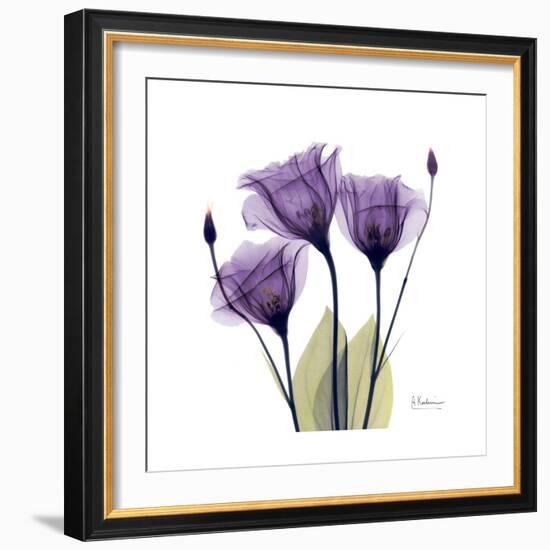 Purple Gentian Portrait-Albert Koetsier-Framed Art Print