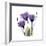 Purple Gentian Portrait-Albert Koetsier-Framed Premium Giclee Print