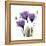 Purple Gentian Portrait-Albert Koetsier-Framed Stretched Canvas