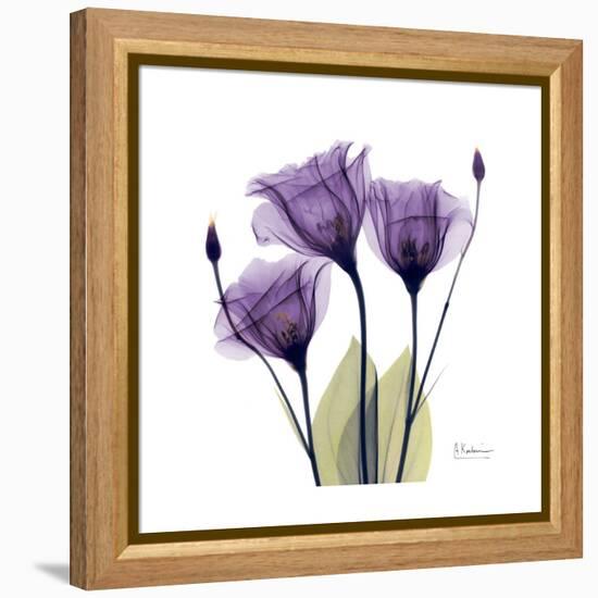 Purple Gentian Portrait-Albert Koetsier-Framed Stretched Canvas