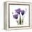 Purple Gentian Portrait-Albert Koetsier-Framed Stretched Canvas