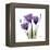 Purple Gentian Portrait-Albert Koetsier-Framed Stretched Canvas