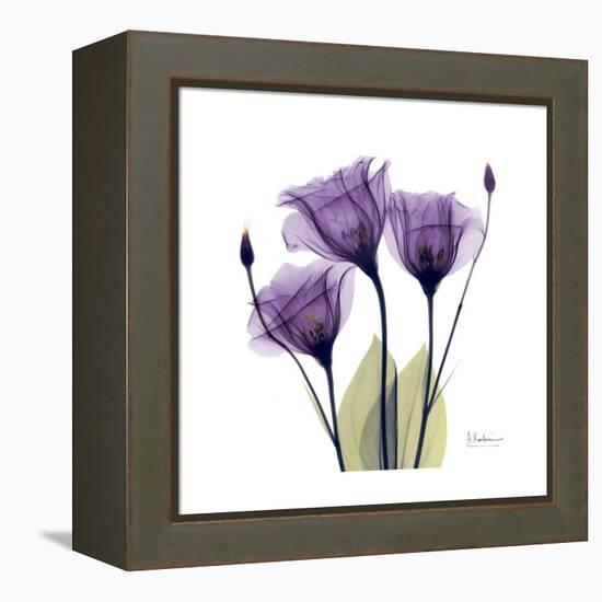 Purple Gentian Portrait-Albert Koetsier-Framed Stretched Canvas