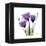 Purple Gentian Portrait-Albert Koetsier-Framed Stretched Canvas