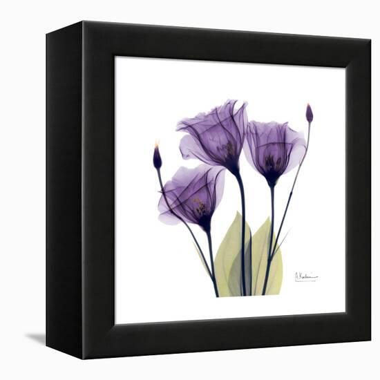 Purple Gentian Portrait-Albert Koetsier-Framed Stretched Canvas