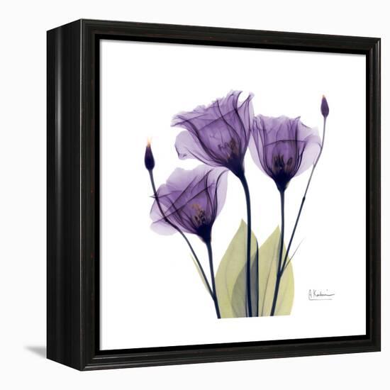 Purple Gentian Portrait-Albert Koetsier-Framed Stretched Canvas