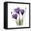 Purple Gentian Portrait-Albert Koetsier-Framed Stretched Canvas