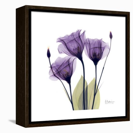 Purple Gentian Portrait-Albert Koetsier-Framed Stretched Canvas