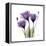 Purple Gentian Portrait-Albert Koetsier-Framed Stretched Canvas