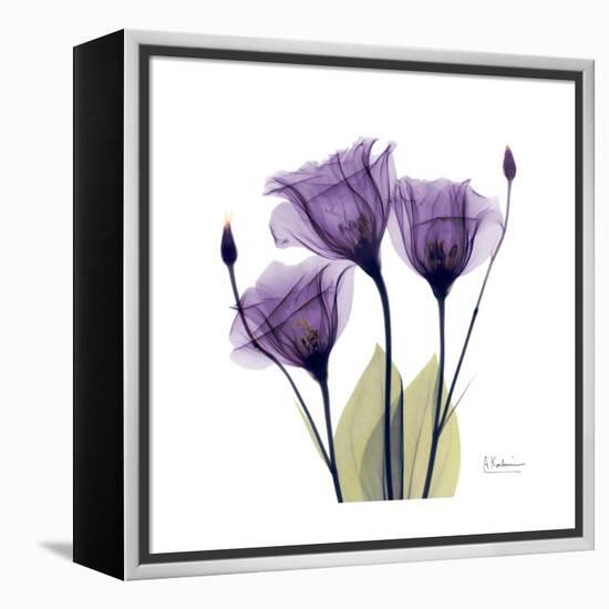 Purple Gentian Portrait-Albert Koetsier-Framed Stretched Canvas