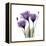 Purple Gentian Portrait-Albert Koetsier-Framed Stretched Canvas