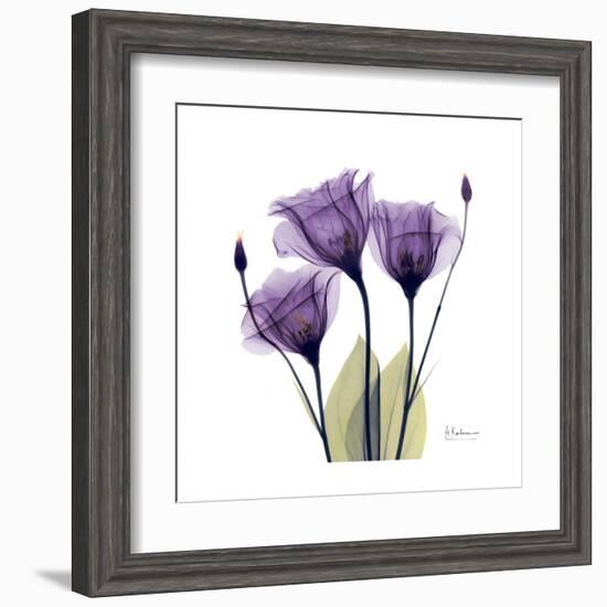 Purple Gentian Portrait-Albert Koetsier-Framed Art Print