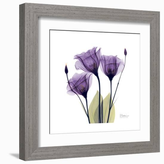 Purple Gentian Portrait-Albert Koetsier-Framed Art Print