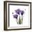 Purple Gentian Portrait-Albert Koetsier-Framed Art Print