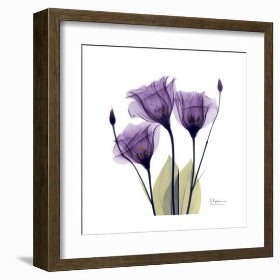 Purple Gentian Portrait-Albert Koetsier-Framed Art Print