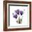 Purple Gentian Portrait-Albert Koetsier-Framed Art Print