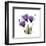 Purple Gentian Portrait-Albert Koetsier-Framed Art Print