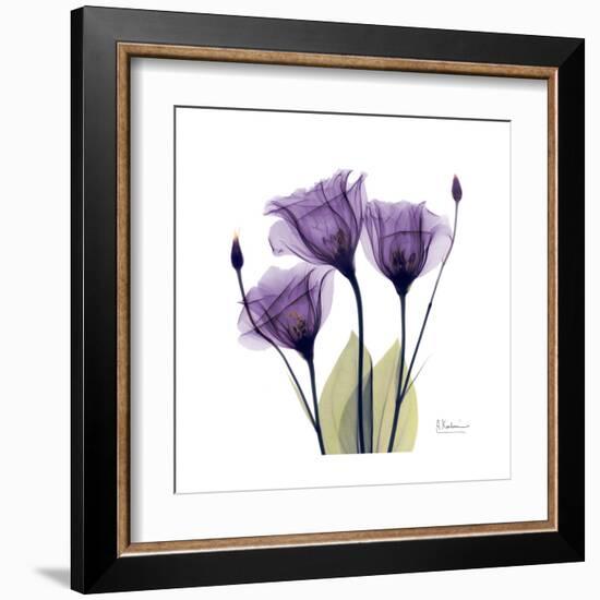 Purple Gentian Portrait-Albert Koetsier-Framed Art Print